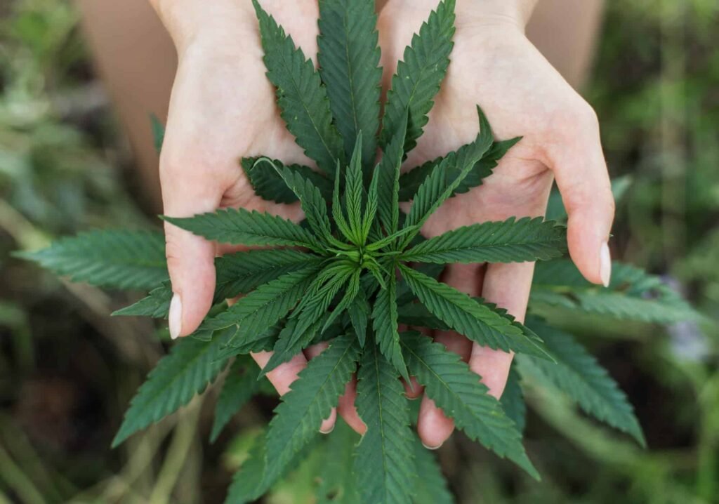 Sativa weed