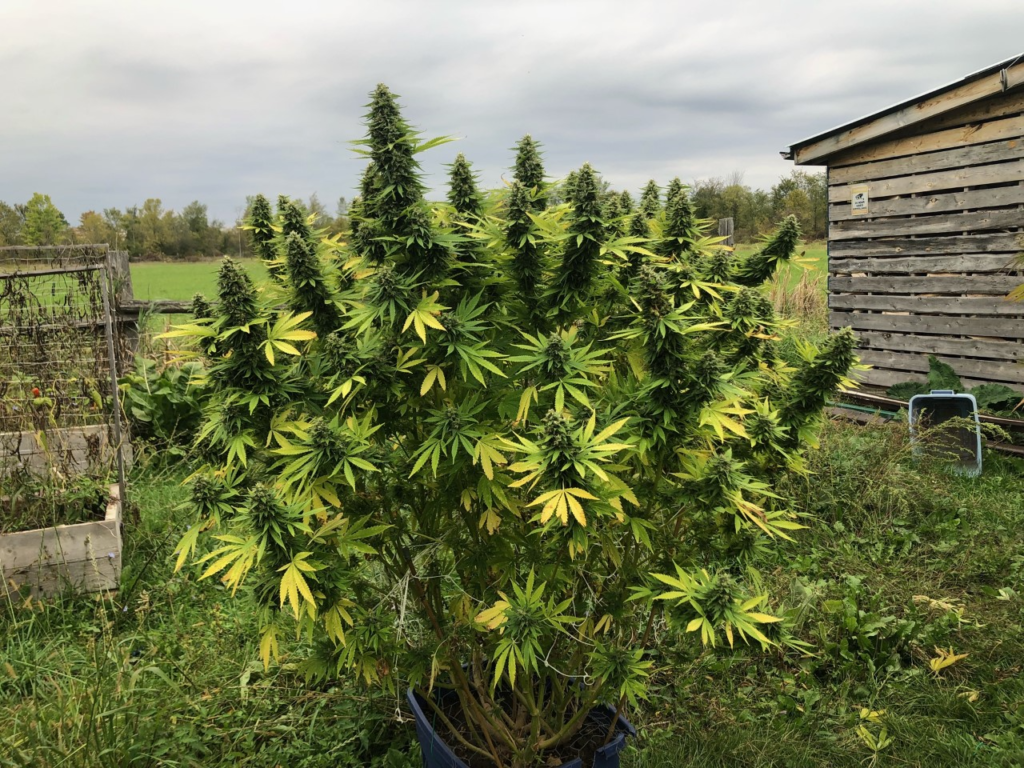 weed grown outdoors